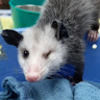 ozzybat